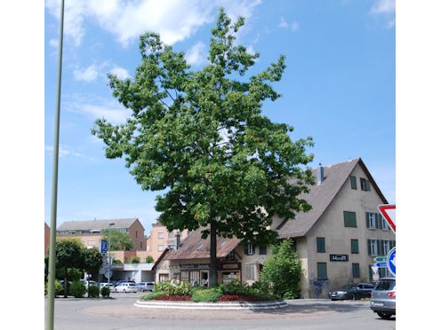 Kreiselkunstwerk in alte Dorfstr - Jonentalstr - Zürichstr in Affoltern  